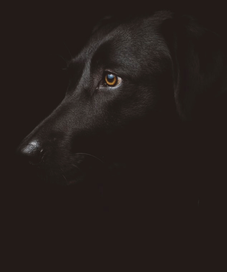Black labrador adult dog looking left