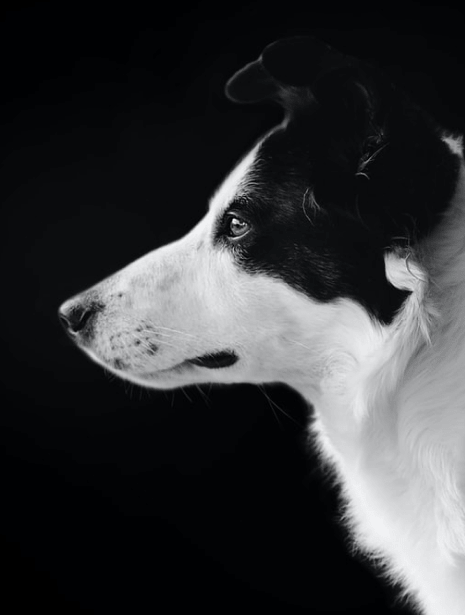 Focused border collie looking left