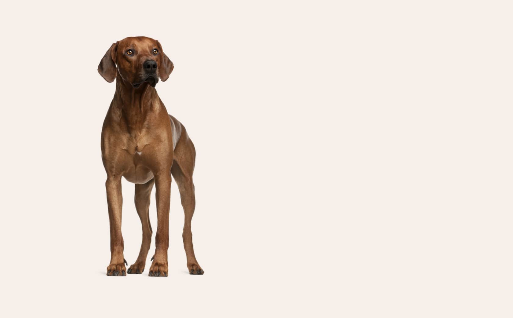 Poised vizsla adult dog