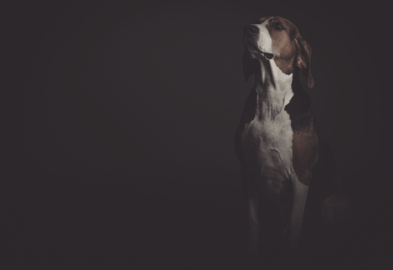 Serious and majestic looking Beagle cross