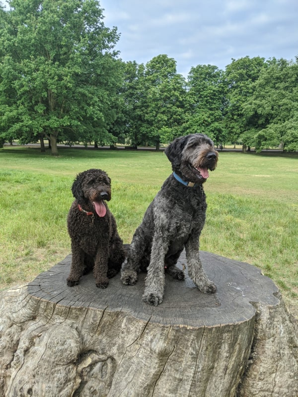 My 2 dogs, Benji and Rosie, sitting on a log.